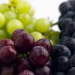 Rrushë i pjekur mirë