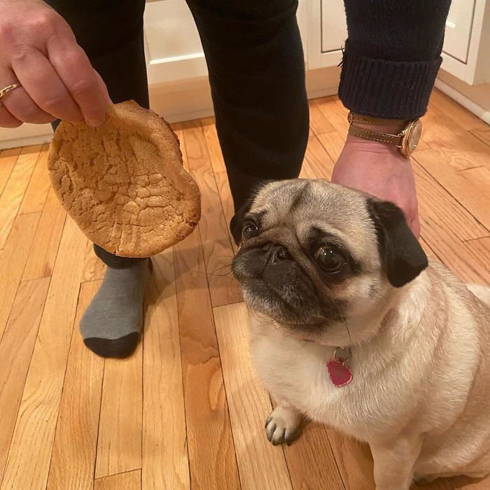 As qeni nuk do ta hajë kurabien që bëra