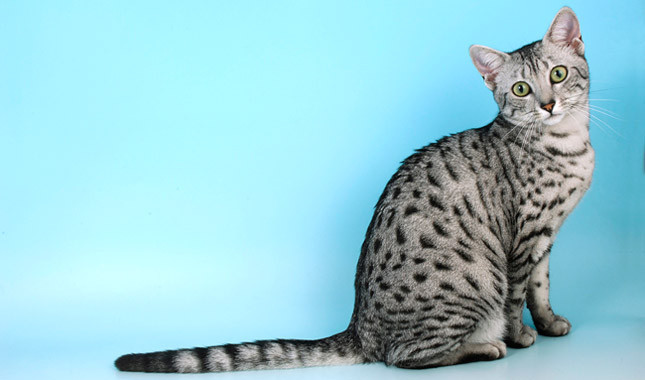 Macja Egyptian Mau