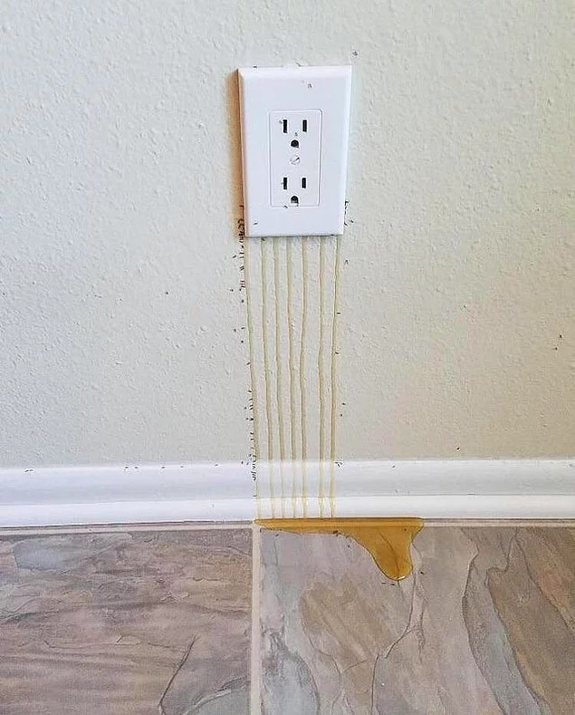 11. Ka kaq shumë bletë mbrapa prizës që u ka rrjedhur mjalti.