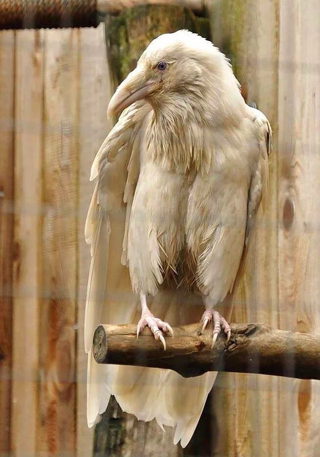 12. Sorrë pa ngjyrë ( Albino )