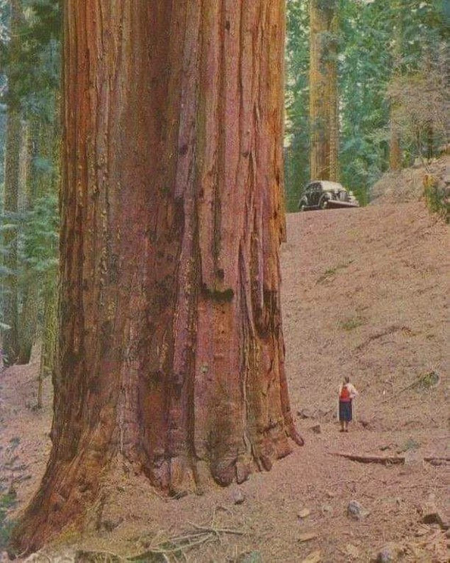 17. A keni parë ndonjëherë një pemë kaq të madhe më parë?