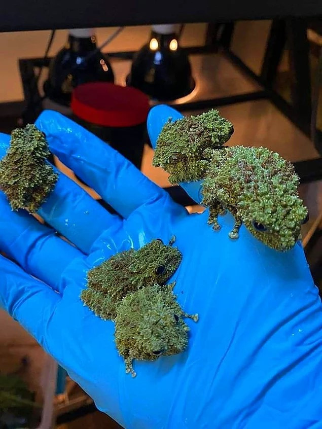 3. Bretkoca me myshk