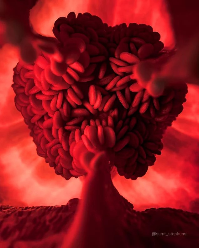 8. Brenda specit të kuq