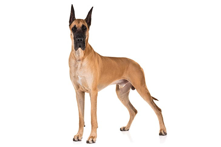 3.Great Dane