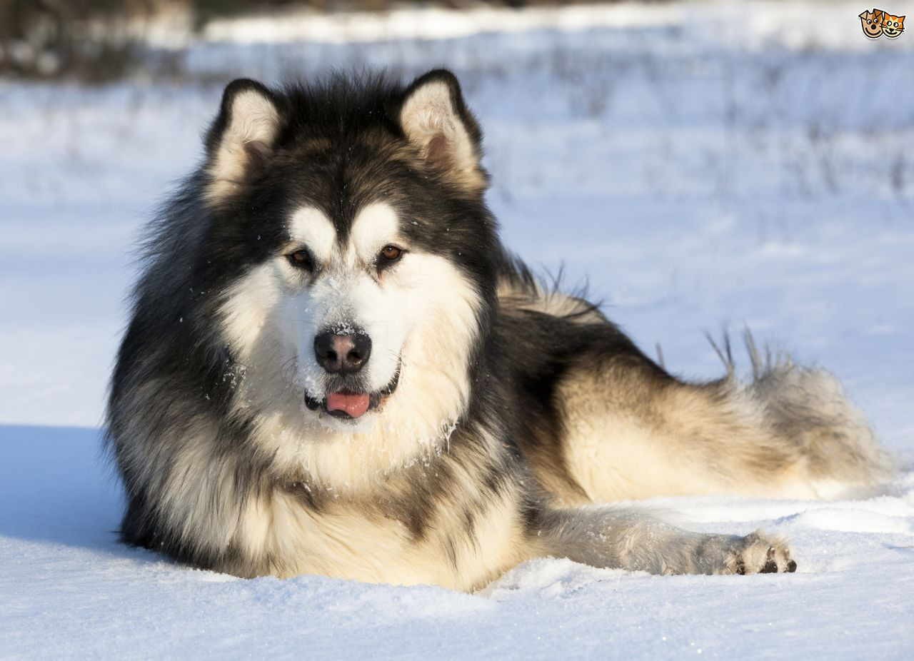5.Malamute