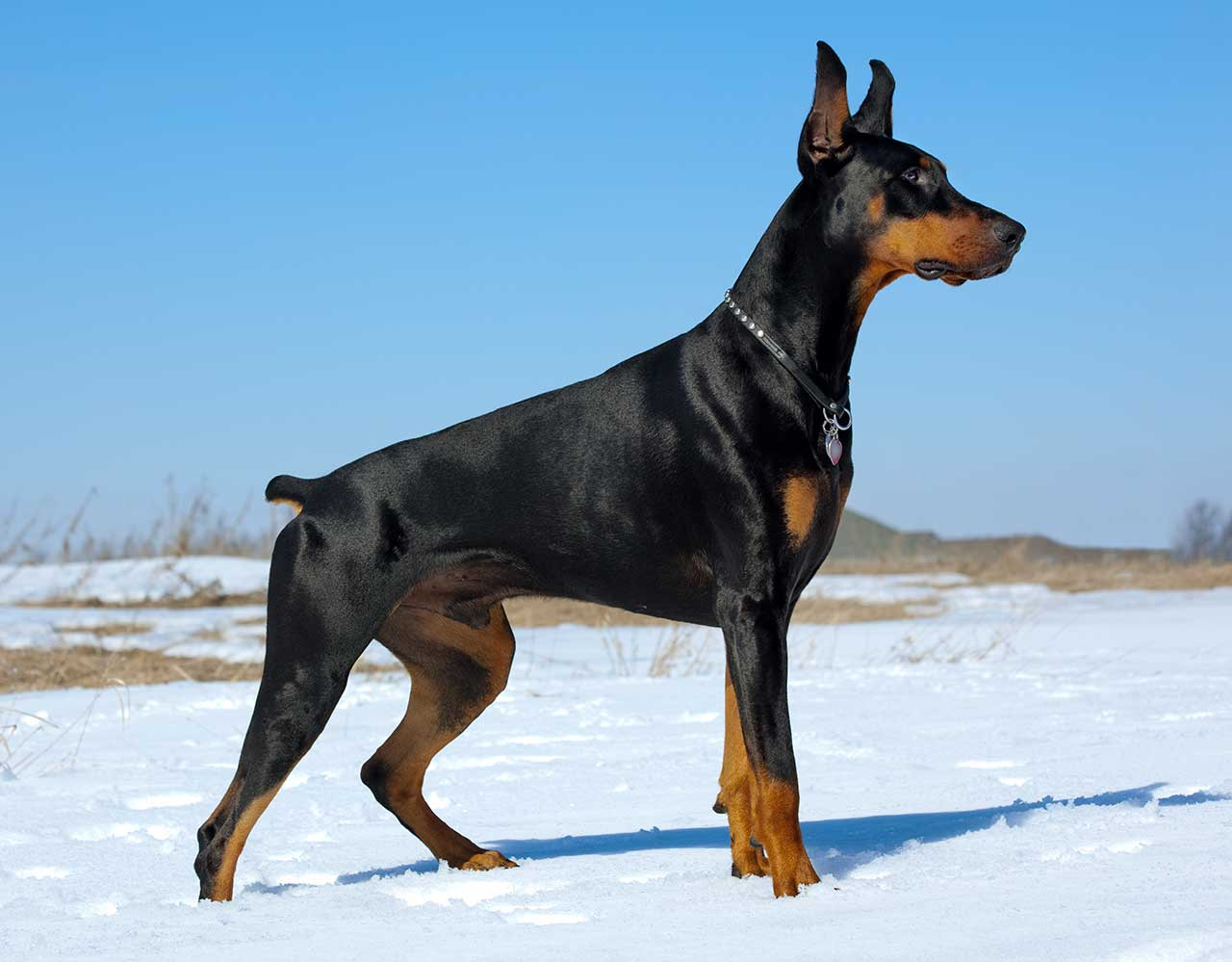 6. Doberman Pinscher