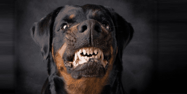 7.Rottweiler