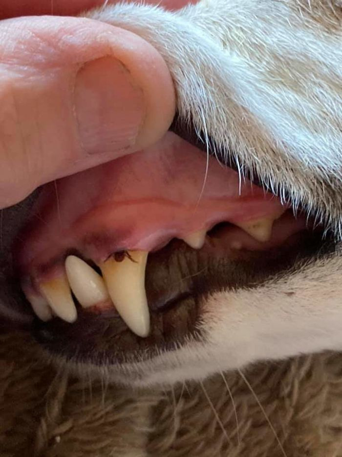 13. Kontrolloni çdo pjesë të kafshëve shtëpiake për supriza të tilla