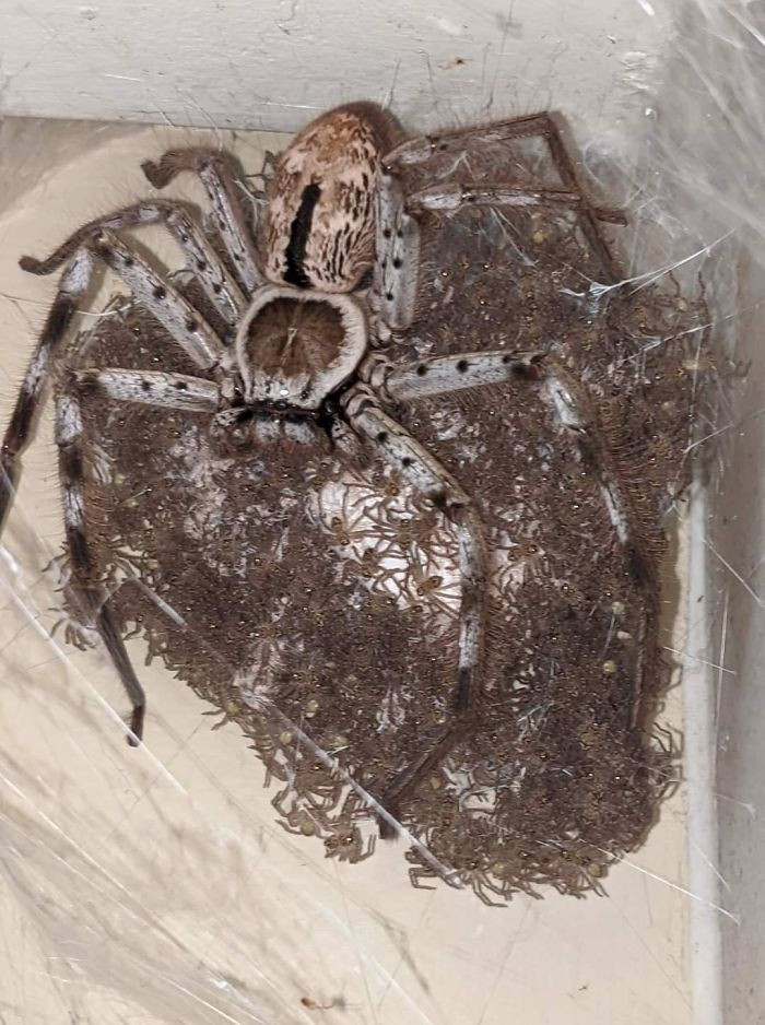 14. Po të shikoja diçka të tillë do e digja shtëpinë bashkë me të