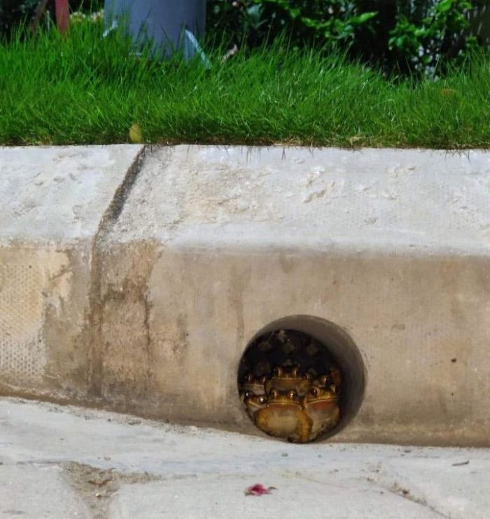 5.  Shanset tuaja për t'u vrarë nga një grup i bretkosave janë të ulëta, por kurrë zero