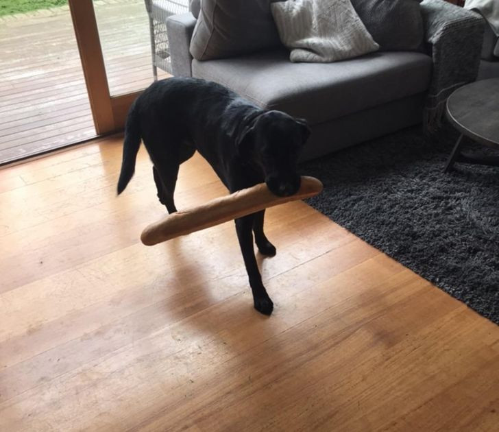 Bubi është bërë djal i mbarë, ka shkuar të marrë bukë.... tek komshiu....