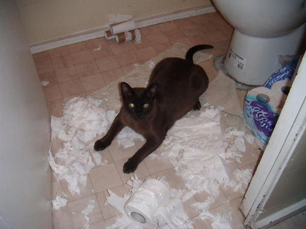 Edhe të thashë që mbaroi letra higjenike, e shikon tani?