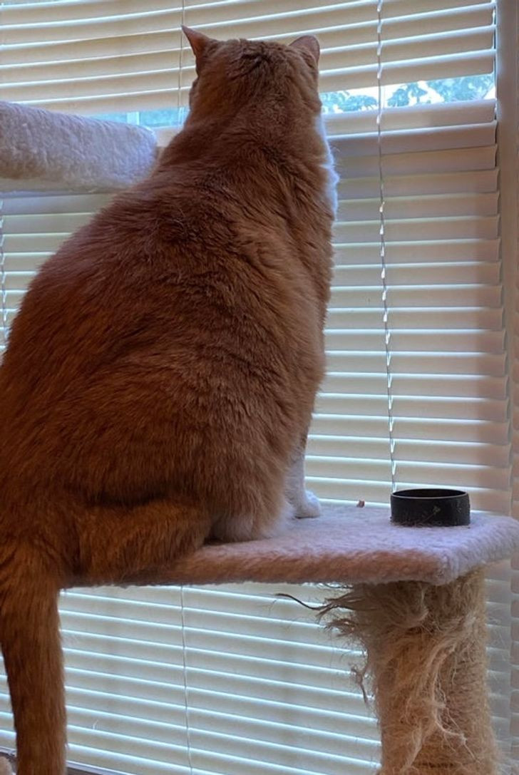 E prishi grilën vetëm e vetëm që të spiunonte fqinjët! Nuk e di më se kë kam futur në shtëpi!!! Ndihmë