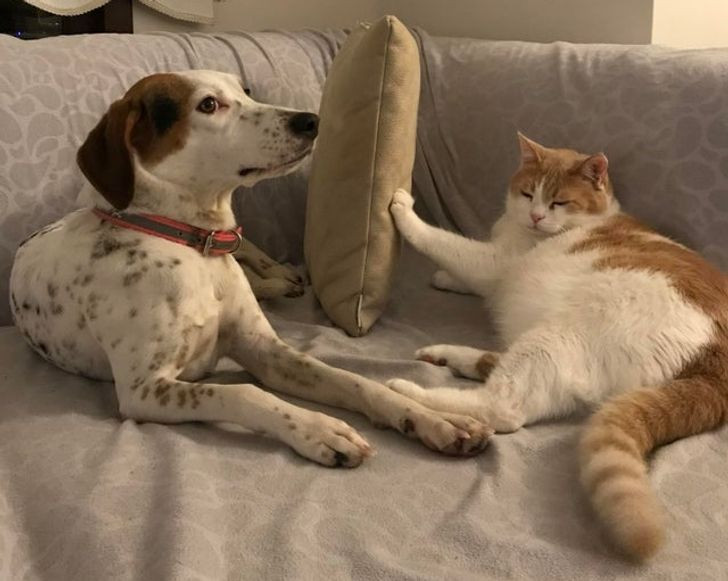 Ruaj distancën qen bir qeni!