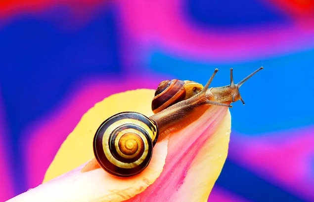 Nëse ju pickon kërmilli me guackë si kon nuk do të ndjeni aspak dhimbje.Ama nëse antidoti nuk gjendet, mund të përballeni me pasoja vdekjeprurëse ...