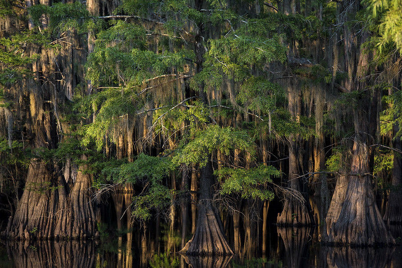 5.Qiparisët e kënetave të Liqenit Caddo