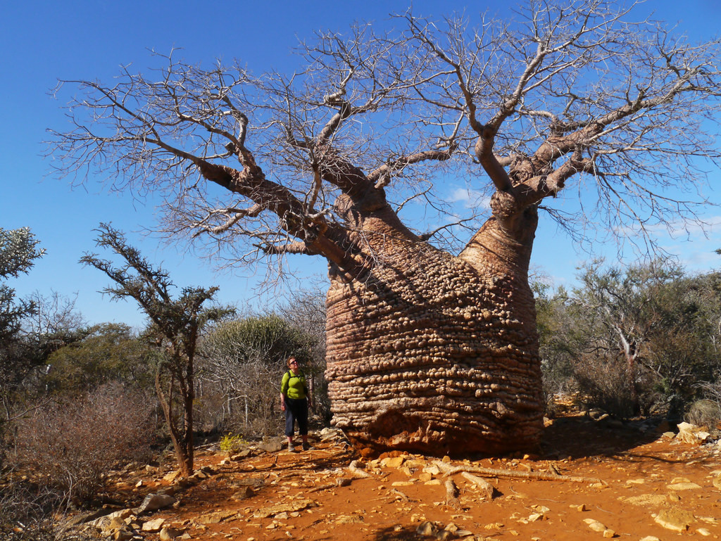 8.Baobabët e Madagaskarit