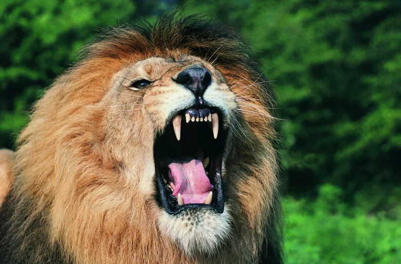 14. Luanët: 250 persona në vit