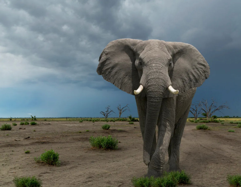 13. Elefantët: 500 persona në vit