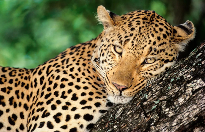 20. Leopardët: 29 persona në vit