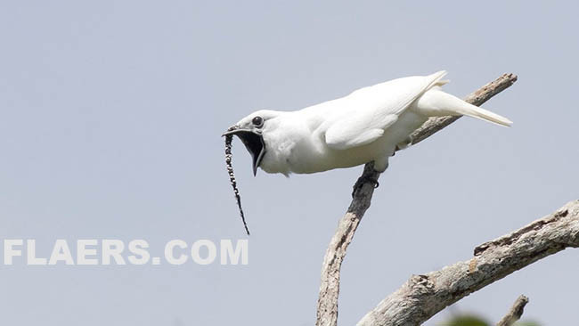 Ja edhe zogu me zërin më të lartë në botë
