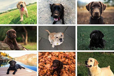 7 rracat më të rrezikshme të qenëve.