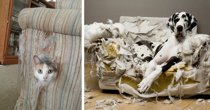 18 Prapësirat e "pafajshme" të kafshëve shtëpiake