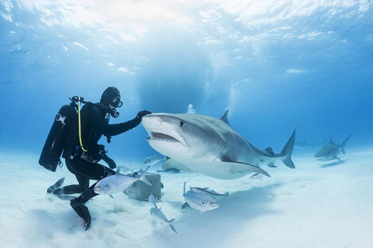 Çfarë të bëni nëse  ju sulmon një peshkaqen?