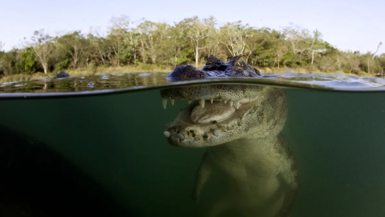 24 kafshët më vdekjeprurëse në botë!