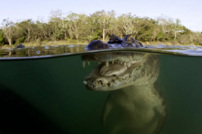 24 kafshët më vdekjeprurëse në botë!